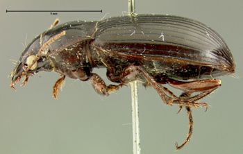 Media type: image;   Entomology 33030 Aspect: habitus lateral view